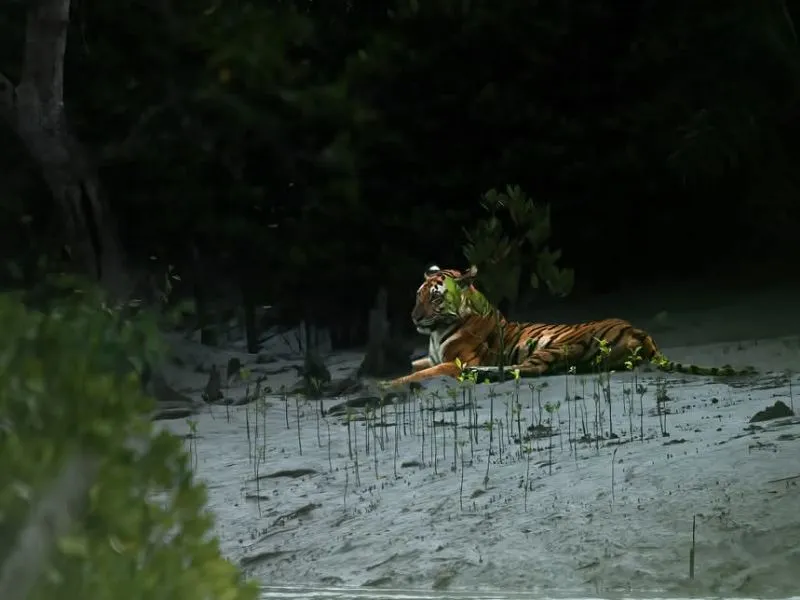 Golden Hour Tiger View